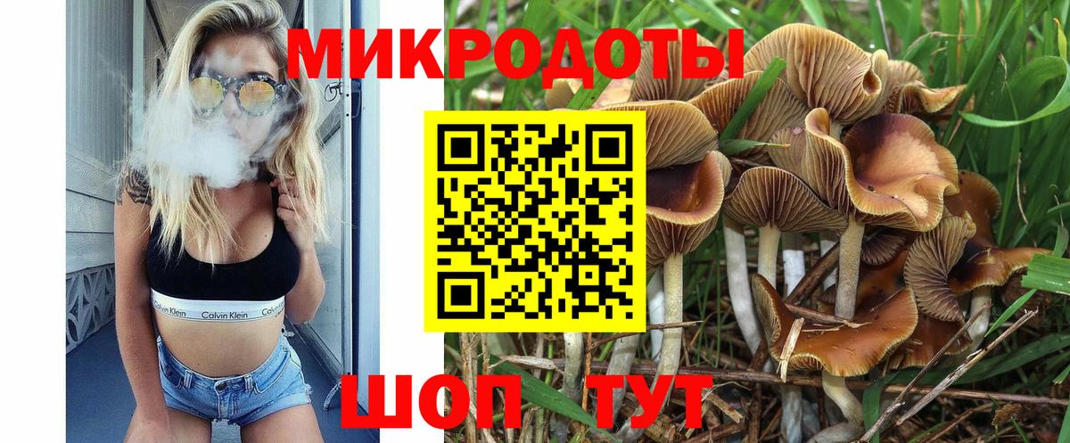 Псилоцибиновые грибы Psilocybine cubensis Черняховск