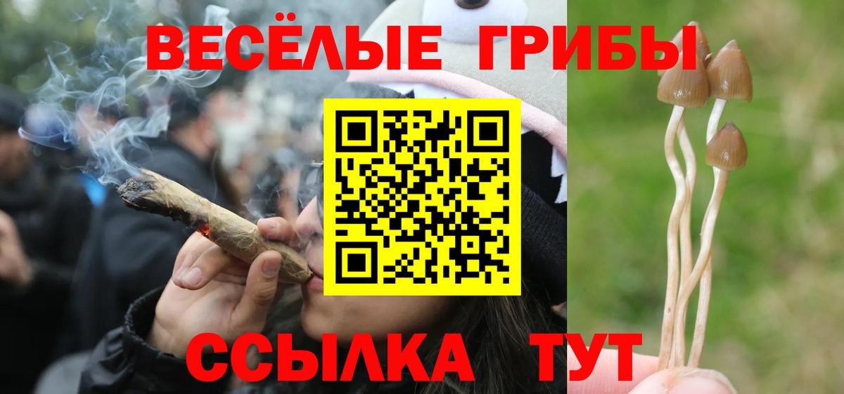 как найти закладки  Вход с VPN  Черняховск  Галлюциногенные грибы Magic Shrooms 